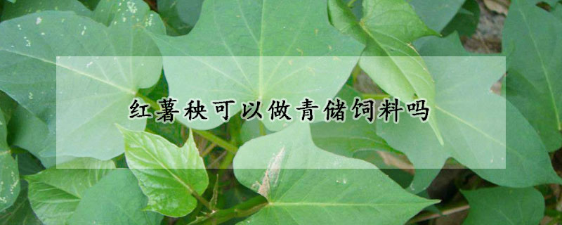 红薯秧可以做青储饲料吗