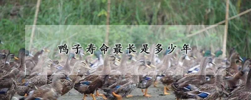 鸭子寿命最长是多少年