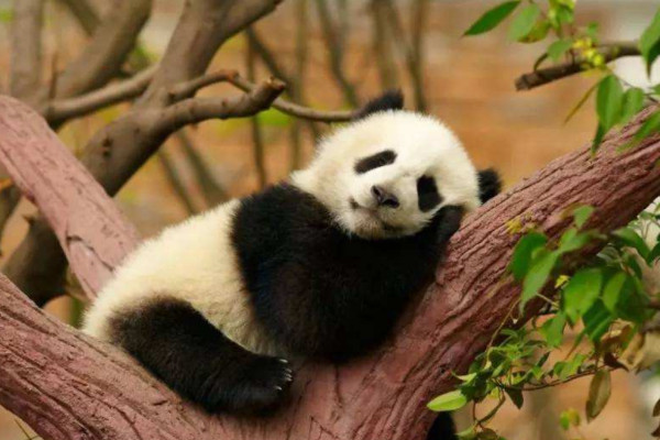 大熊猫的习性