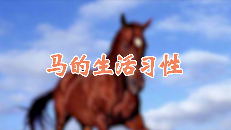 马的生活习性