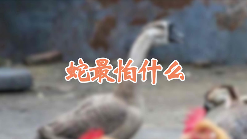 蛇最怕什么