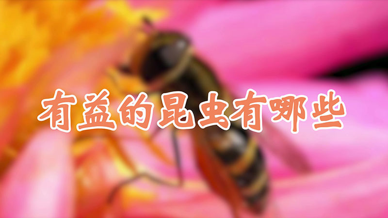 有益的昆虫有哪些