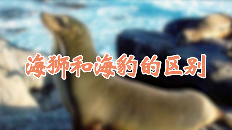 海狮和海豹的区别