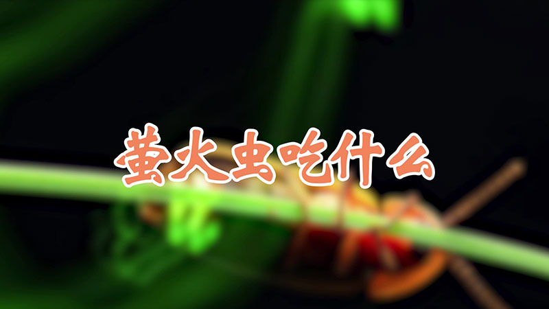 萤火虫吃什么
