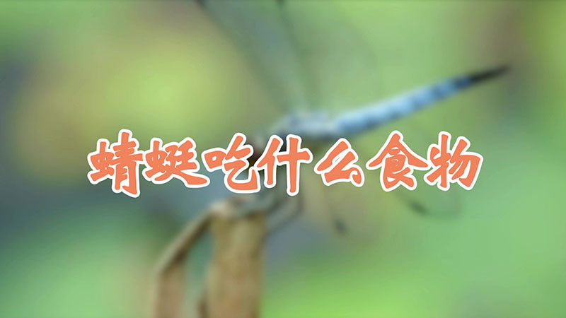 蜻蜓吃什么食物