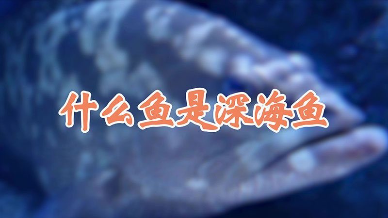 什么鱼是深海鱼