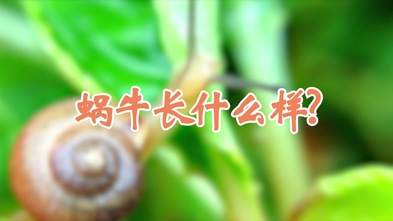 蜗牛长什么样?