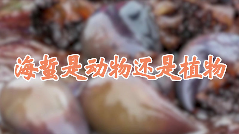 海蜇是动物还是植物
