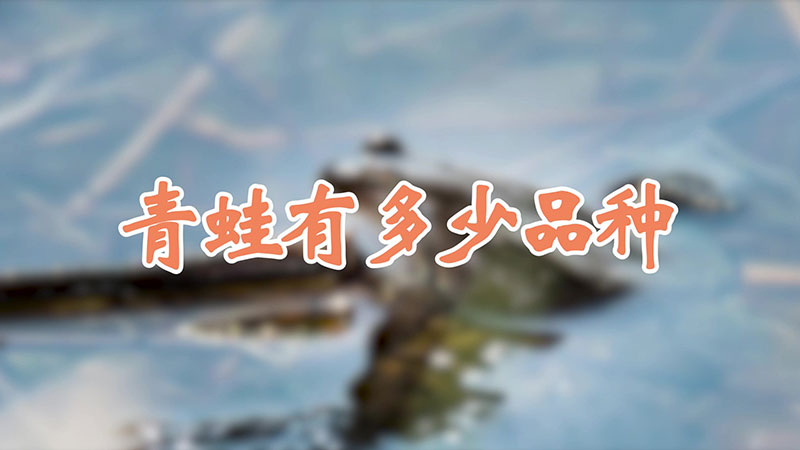 青蛙有多少品种