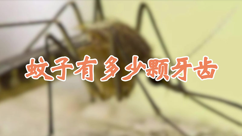 蚊子有多少颗牙齿?