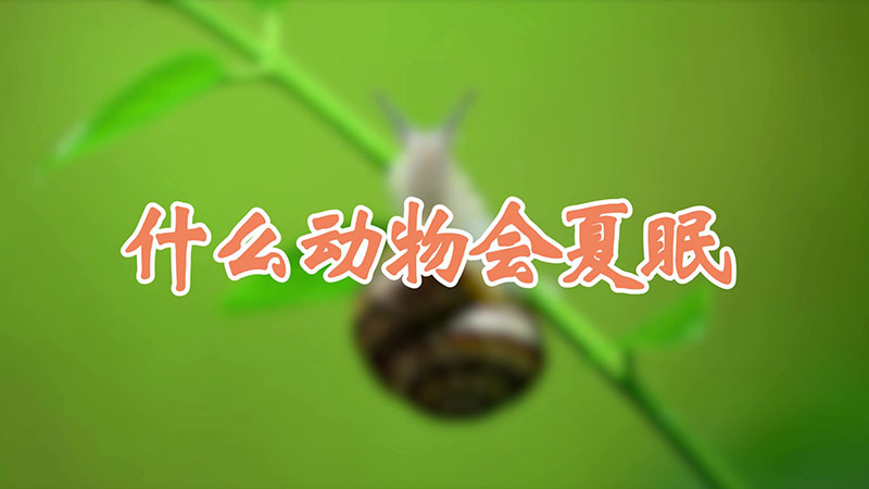 什么动物会夏眠