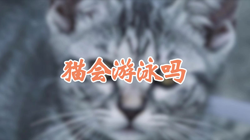 猫会游泳吗