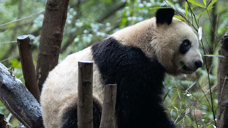 大熊猫是哺乳动物吗