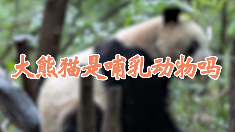 大熊猫是哺乳动物吗