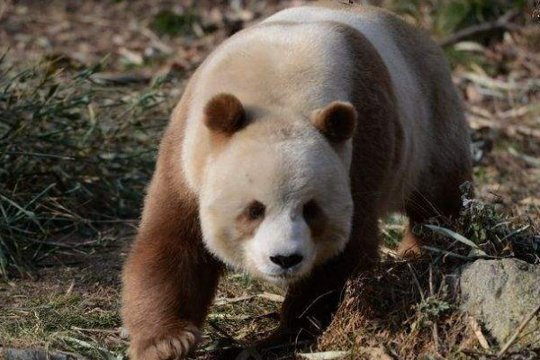 大熊猫是哺乳动物吗