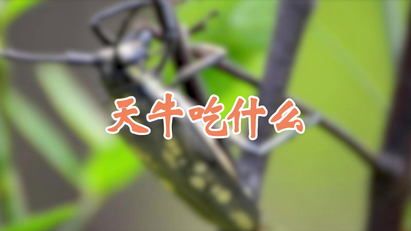 天牛吃什么