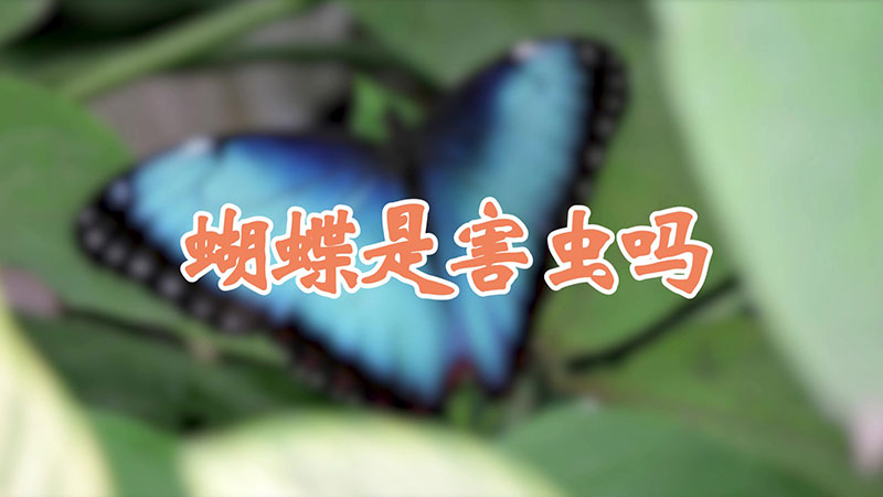 蝴蝶是害虫吗