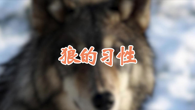 狼的习性
