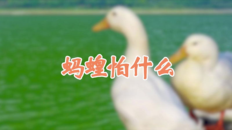 蚂蝗怕什么