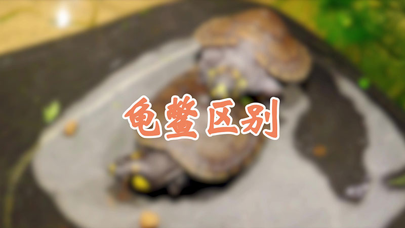 龟鳖区别