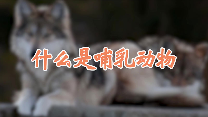 什么是哺乳动物
