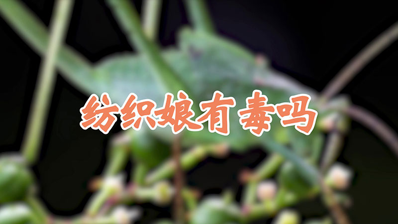 纺织娘有毒吗