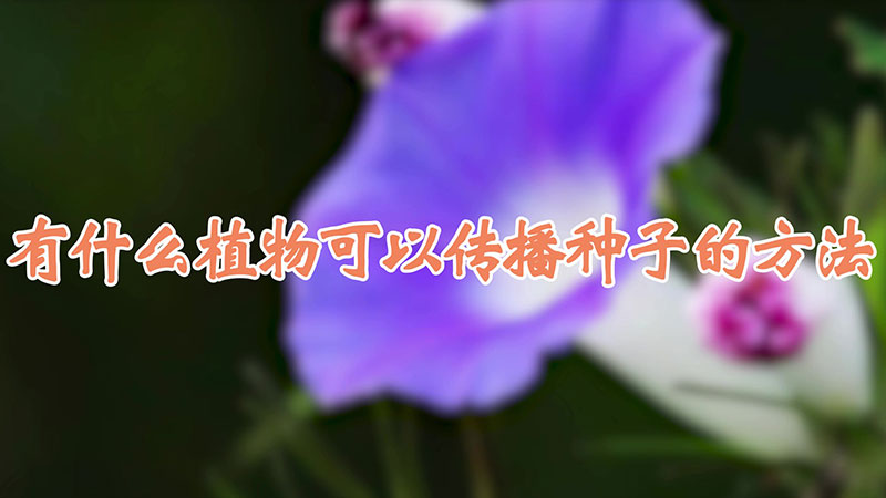 有什么植物可以传播种子的方法