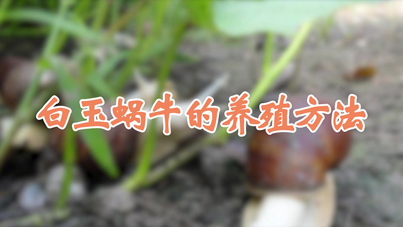 白玉蜗牛的养殖方法