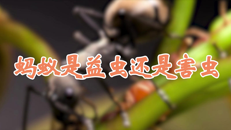 蚂蚁是益虫还是害虫