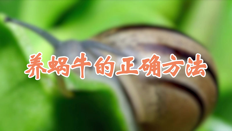 养蜗牛的正确方法