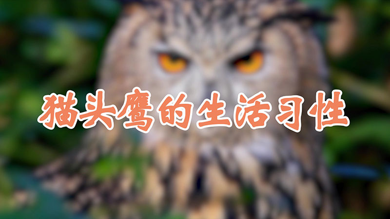 猫头鹰的生活习性
