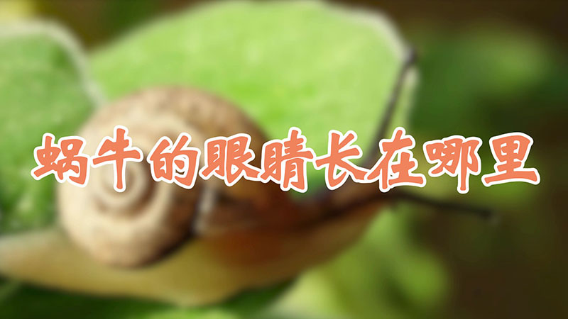 蜗牛的眼睛长在哪里
