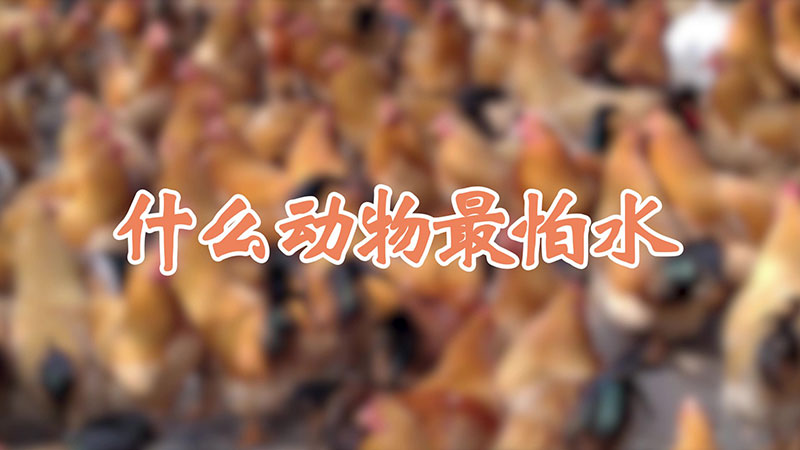 什么动物最怕水
