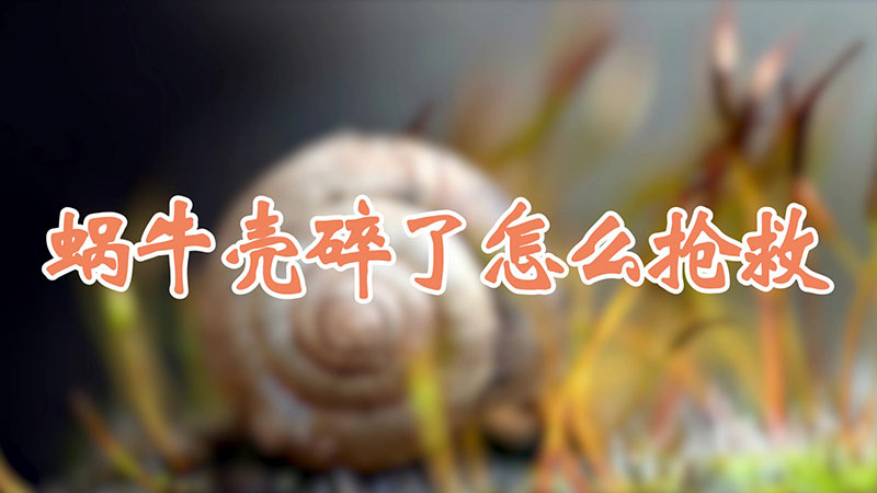 蜗牛壳碎了怎么抢救