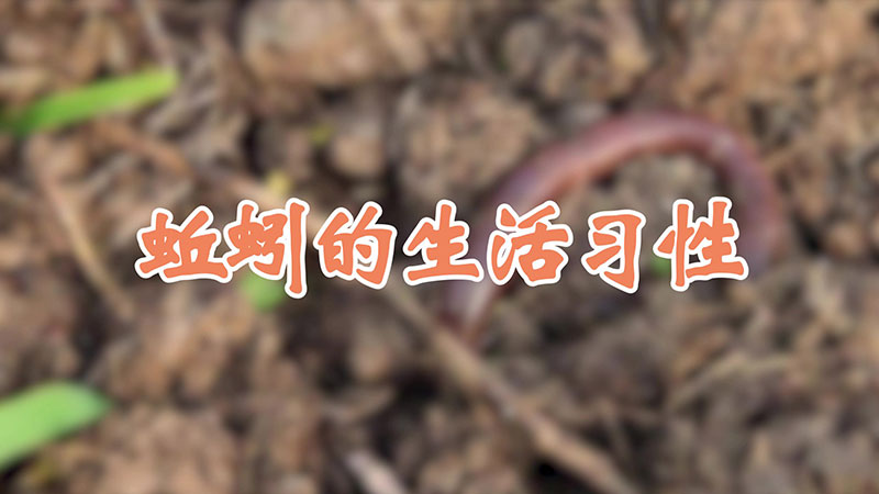 蚯蚓的生活习性
