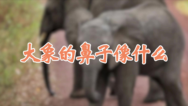 大象的鼻子像什么