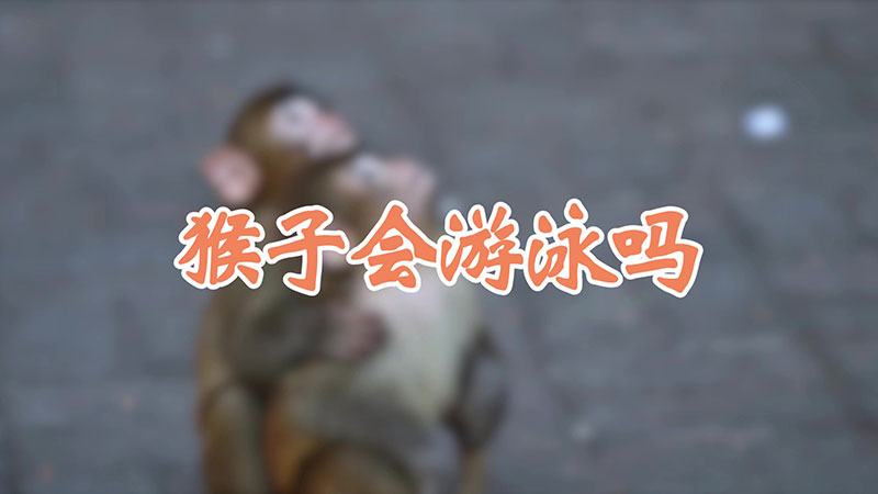 猴子会游泳吗