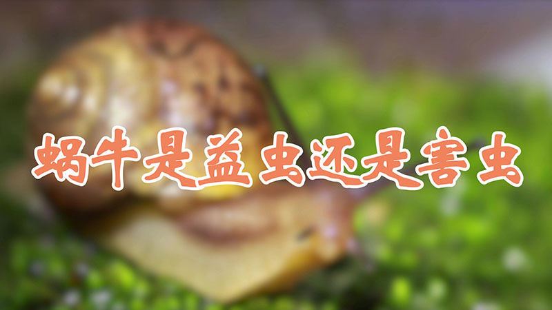 蜗牛是益虫还是害虫