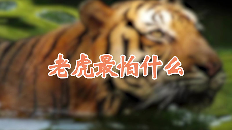 老虎最怕什么