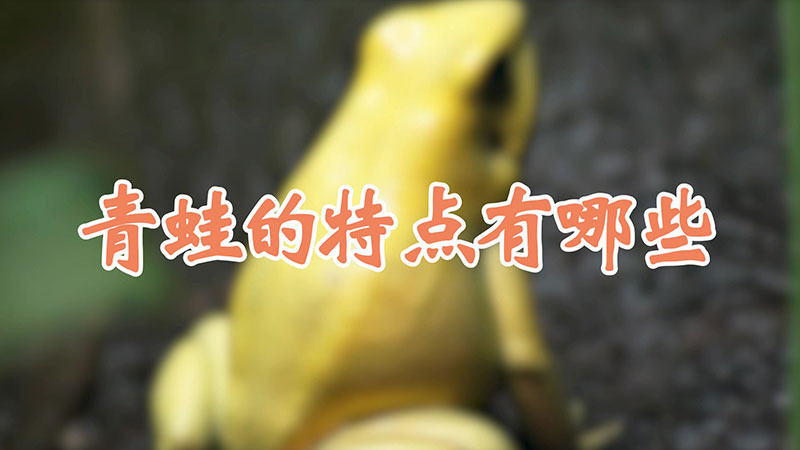 青蛙的特点有哪些