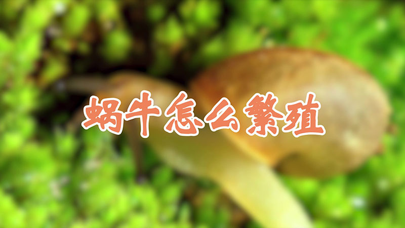 蜗牛怎么繁殖