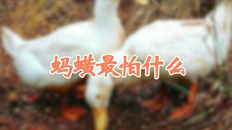 蚂蟥最怕什么
