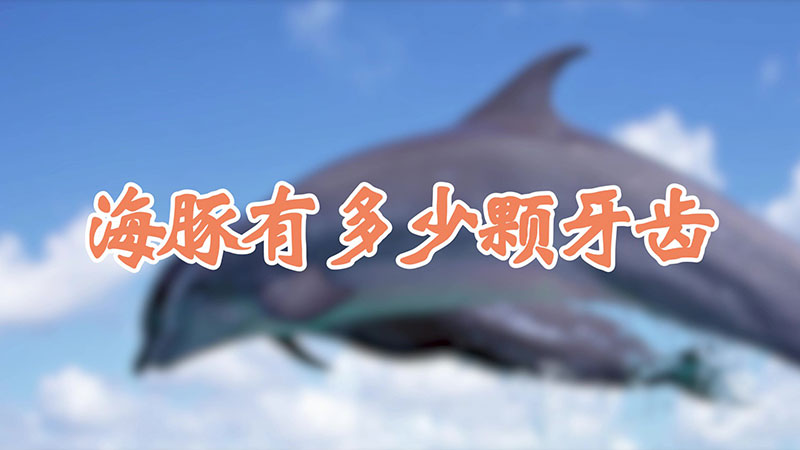 海豚有多少颗牙齿