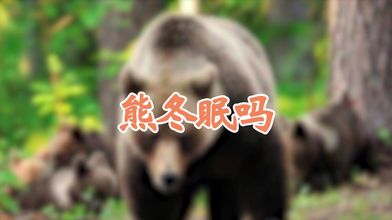 熊冬眠吗
