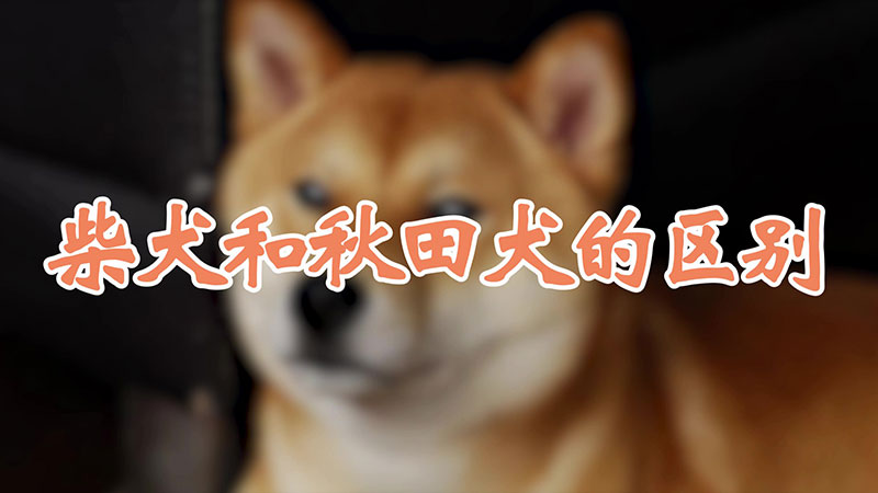 柴犬和秋田犬的区别