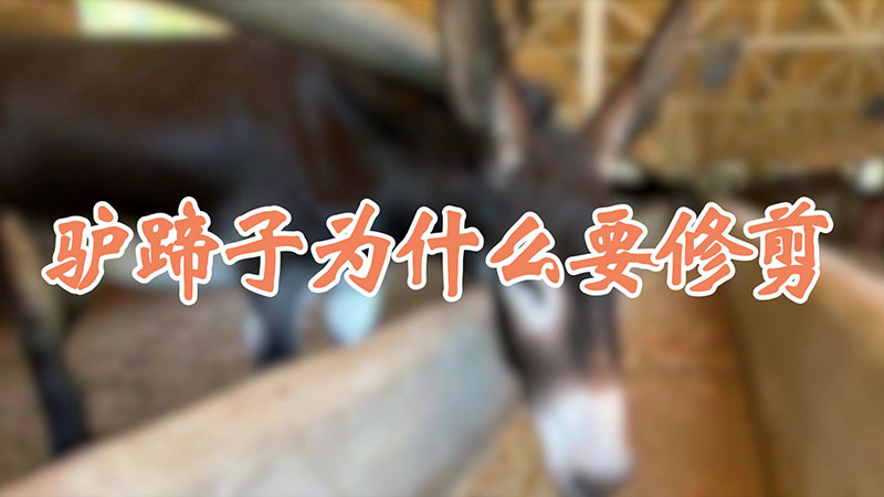 驴蹄子为什么要修剪