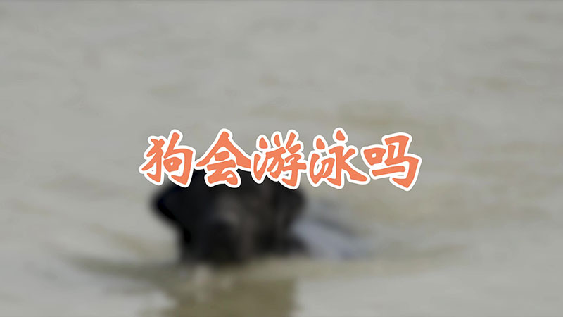 狗会游泳吗