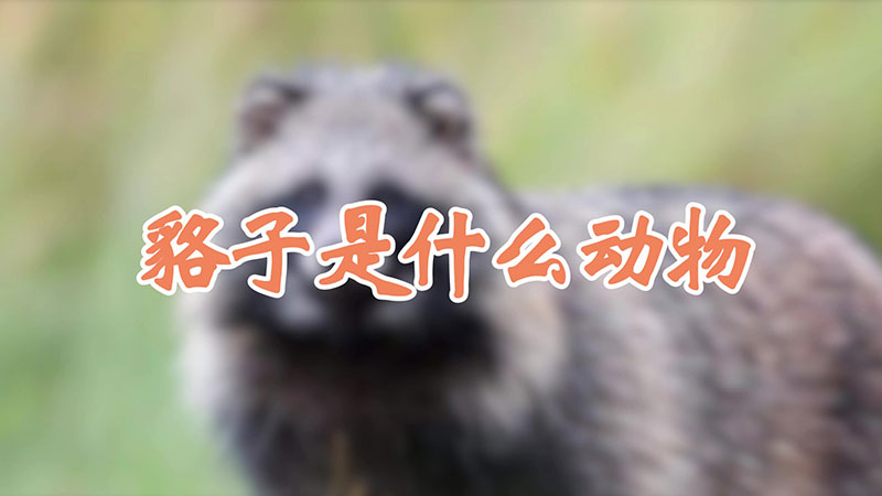 貉子是什么动物