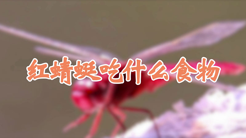 红蜻蜓吃什么食物