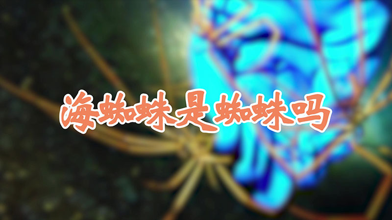 海蜘蛛是蜘蛛吗